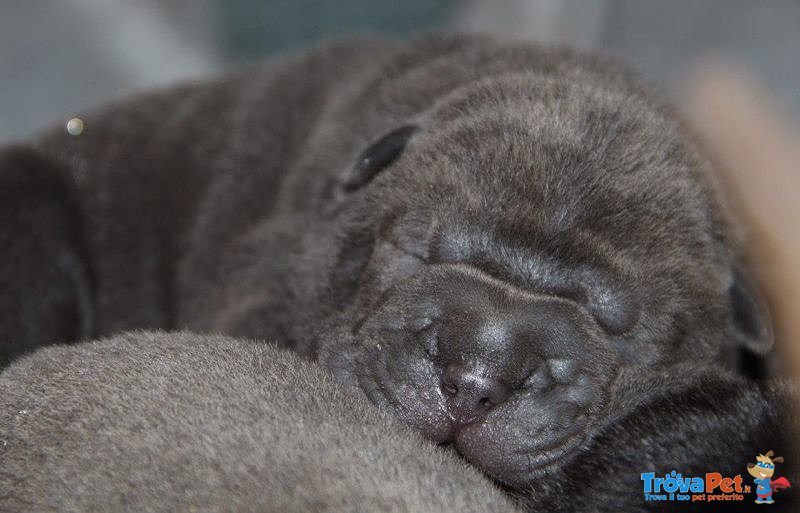 Shar pei Cuccioli - Foto n. 1