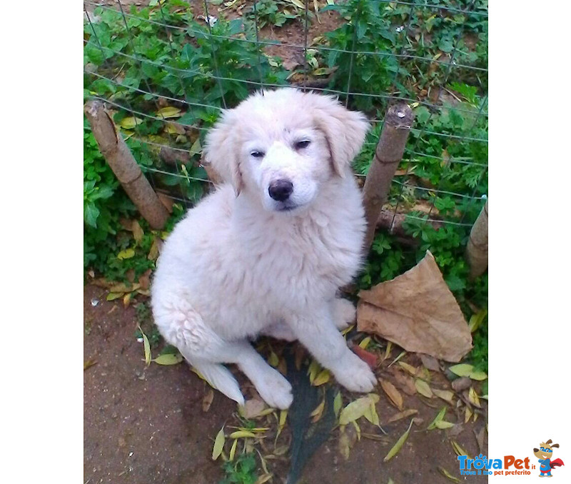 Tommy, Cucciolo di 3 Mesi, Abbandonato in Strada, Futura Taglia Media, Cerca Casa - Foto n. 1