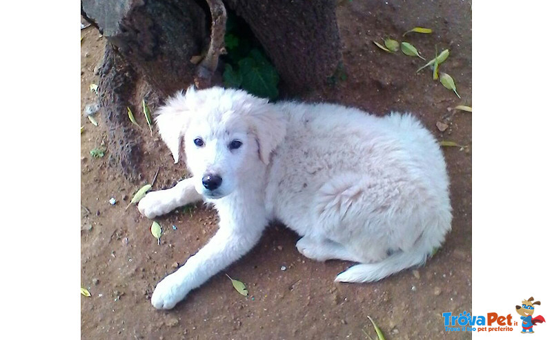 Tommy, Cucciolo di 3 Mesi, Abbandonato in Strada, Futura Taglia Media, Cerca Casa - Foto n. 2