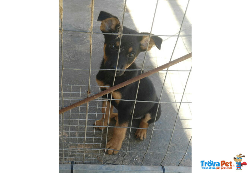 Perla, Cucciola di 3/4 Mesi, Buttata tra i Rifiuti, Futura Taglia Medio/piccola, Cerca Casa - Foto n. 1