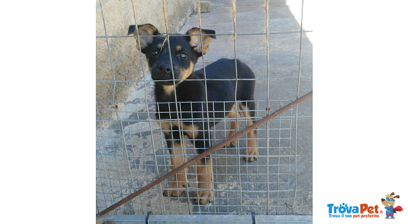 Perla, Cucciola di 3/4 Mesi, Buttata tra i Rifiuti, Futura Taglia Medio/piccola, Cerca Casa - Foto n. 2