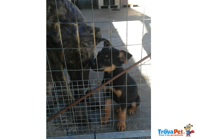 Perla, Cucciola di 3/4 Mesi, Buttata tra i Rifiuti, Futura Taglia Medio/piccola, Cerca Casa - Foto n. 3