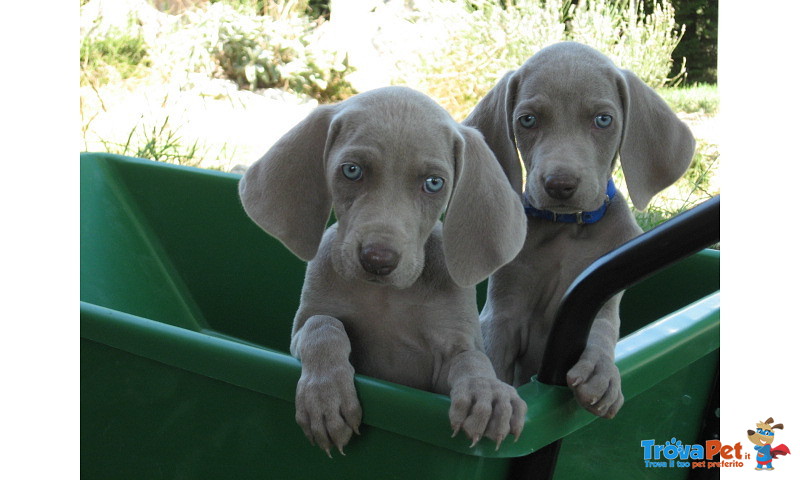 Cuccioli Weimaraner Super top ! - Foto n. 1