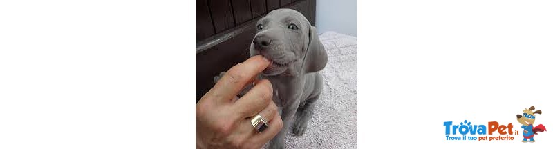 Cuccioli Weimaraner Super top ! - Foto n. 2