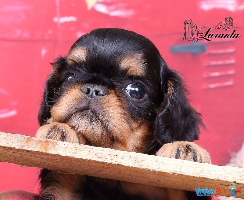 I Belissimi Cuccioli di king Charles Spaniel - Foto n. 4