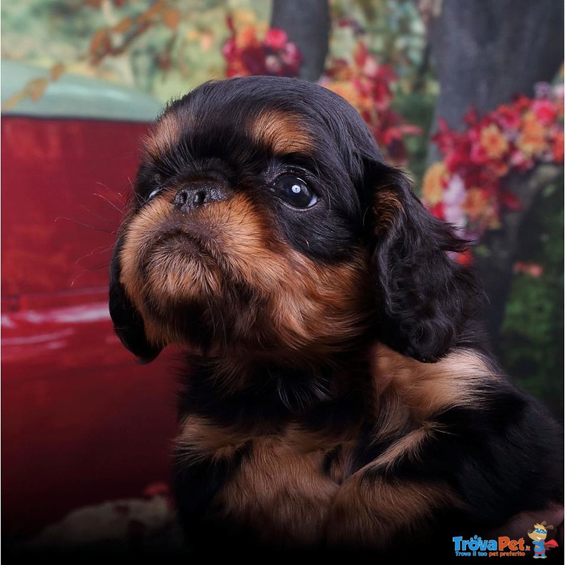 I Belissimi Cuccioli di king Charles Spaniel - Foto n. 7