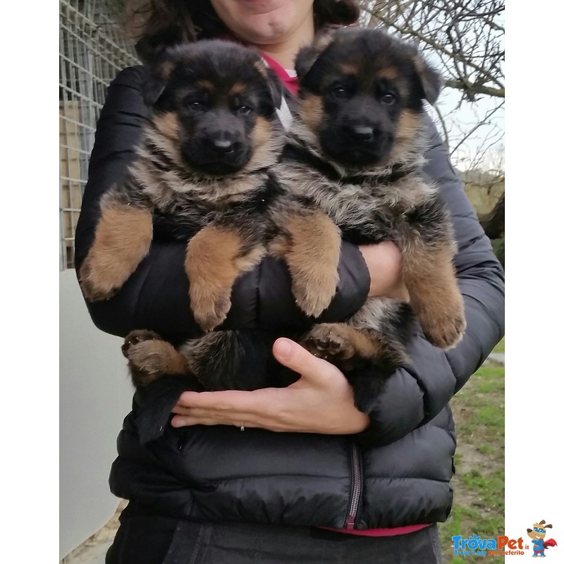 Favolosi Cuccioli di Pastore Tedesco di Altissima Genealogia - Foto n. 3