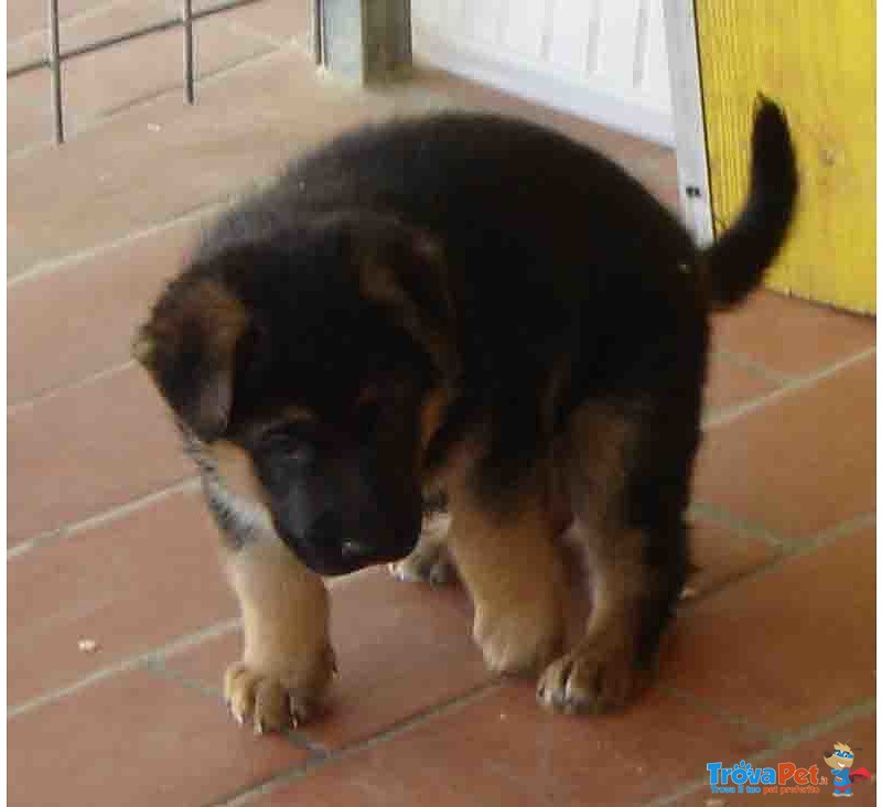 Favolosi Cuccioli di Pastore Tedesco di Altissima Genealogia - Foto n. 4