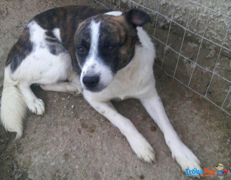 Adozione Simil Border Collie Freddy - Foto n. 1