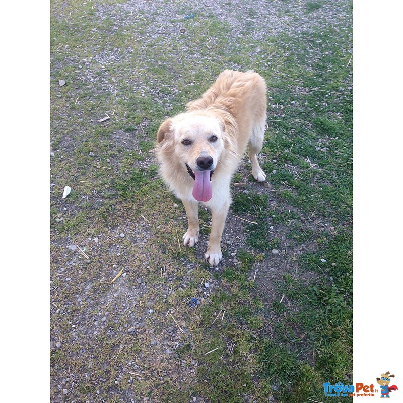 Adozione Simil Golden Retriver Giannino - Foto n. 2