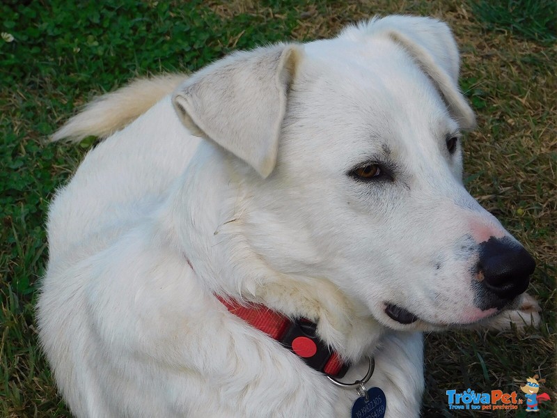 Pablo, 29 kg e 17 mesi di Simpatia in Adozione ! - Foto n. 1