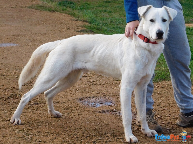 Pablo, 29 kg e 17 mesi di Simpatia in Adozione ! - Foto n. 2