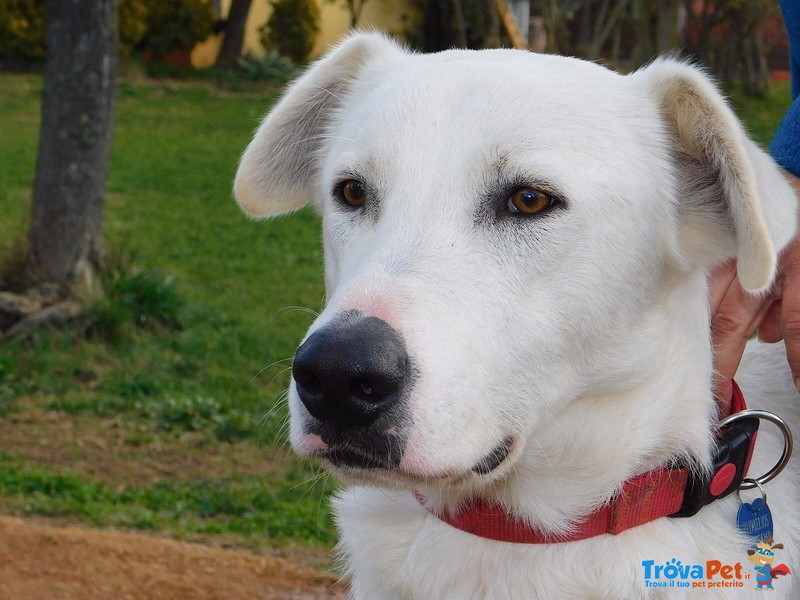 Pablo, 29 kg e 17 mesi di Simpatia in Adozione ! - Foto n. 4