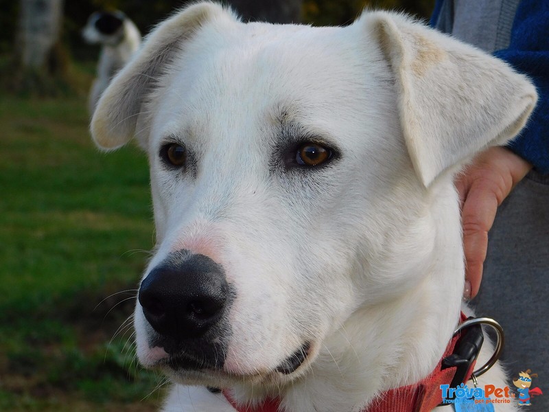 Pablo, 29 kg e 17 mesi di Simpatia in Adozione ! - Foto n. 5