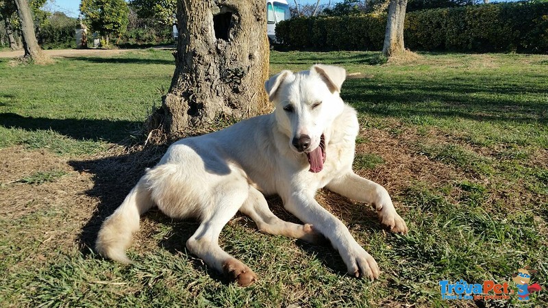 Pablo, 29 kg e 17 mesi di Simpatia in Adozione ! - Foto n. 6