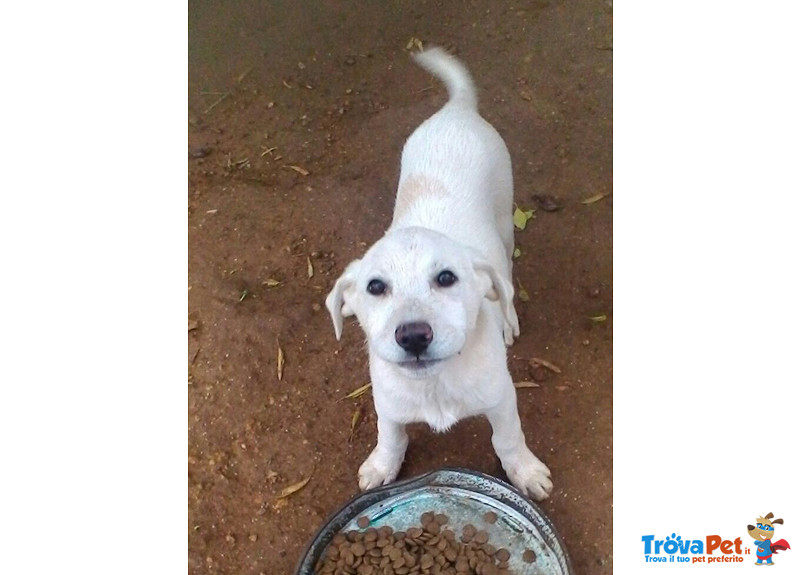 Rosita e Tommy, Cuccioli di 3 Mesi, Abbandonati ad un solo Destino, Futura Taglia Media, Cercano Cas - Foto n. 1