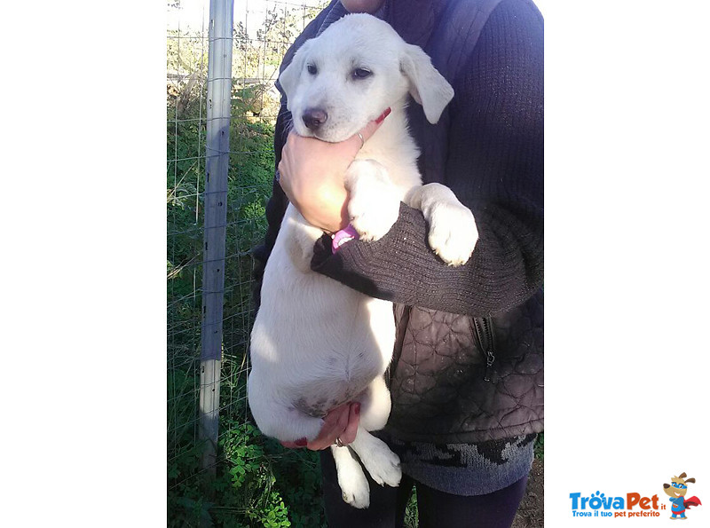 Rosita e Tommy, Cuccioli di 3 Mesi, Abbandonati ad un solo Destino, Futura Taglia Media, Cercano Cas - Foto n. 2