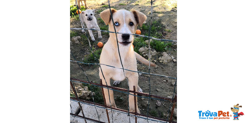 Mirtillo, Cucciolo di 3/4 Mesi, Occhi Impari (uno Azzurro uno Marrone), Dalla Sicilia a Bergamo Per - Foto n. 1