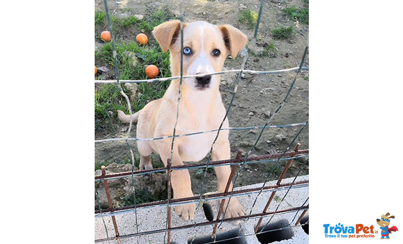 Mirtillo, Cucciolo di 3/4 Mesi, Occhi Impari (uno Azzurro uno Marrone), Dalla Sicilia a Bergamo Per - Foto n. 2