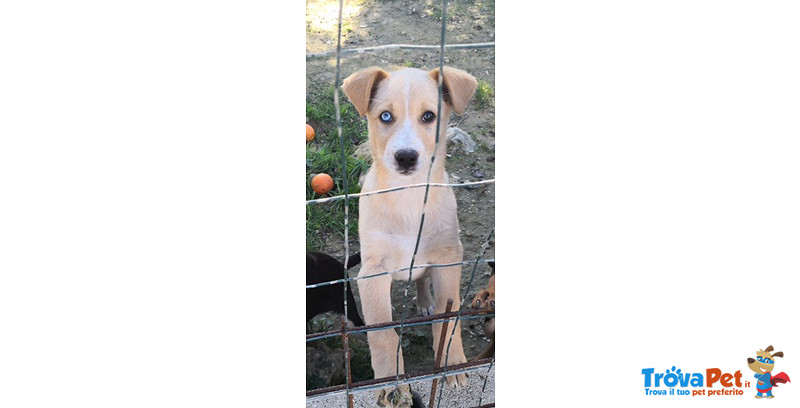 Mirtillo, Cucciolo di 3/4 Mesi, Occhi Impari (uno Azzurro uno Marrone), Dalla Sicilia a Bergamo Per - Foto n. 3