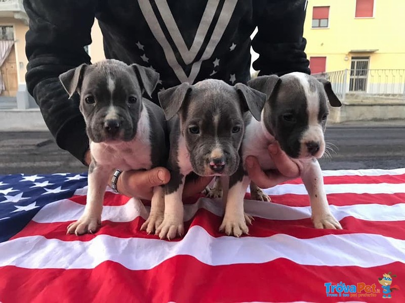 Cuccioli di American Staffordshire Terrier - Foto n. 3