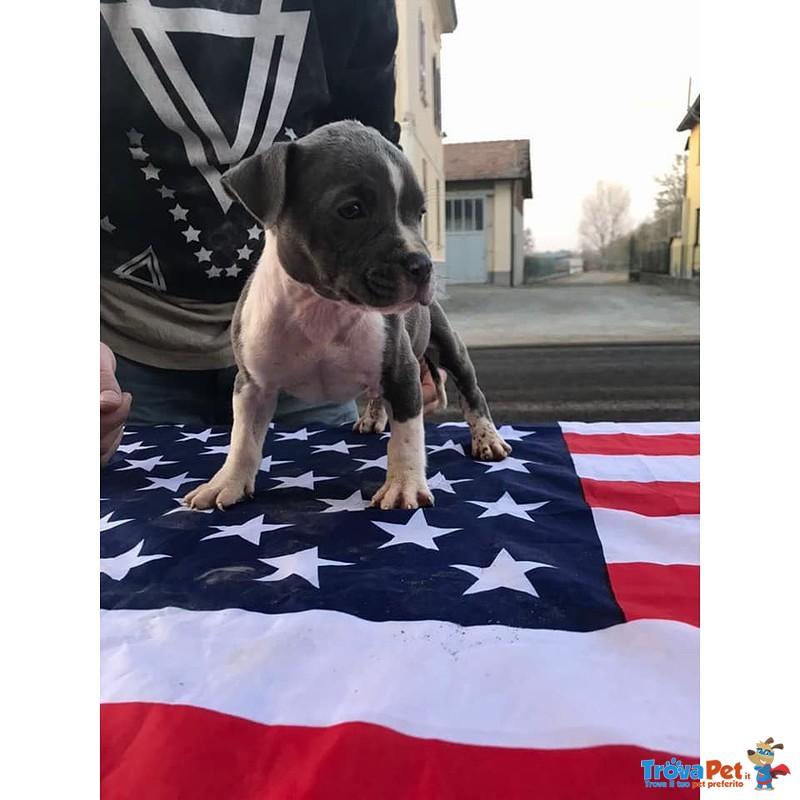 Cuccioli di American Staffordshire Terrier - Foto n. 4