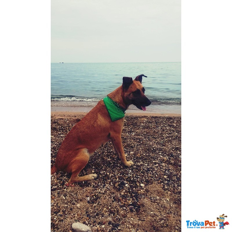 Ketty, mix Pastore Belga Malinois - Foto n. 1