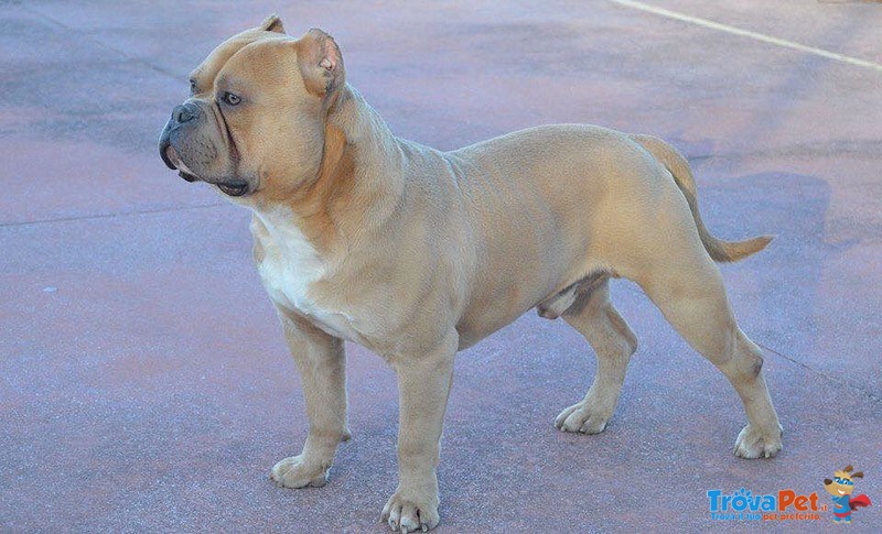 Cuccioli American Bully Poket - Foto n. 1