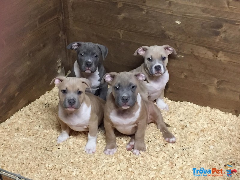 Cuccioli American Bully Poket - Foto n. 2