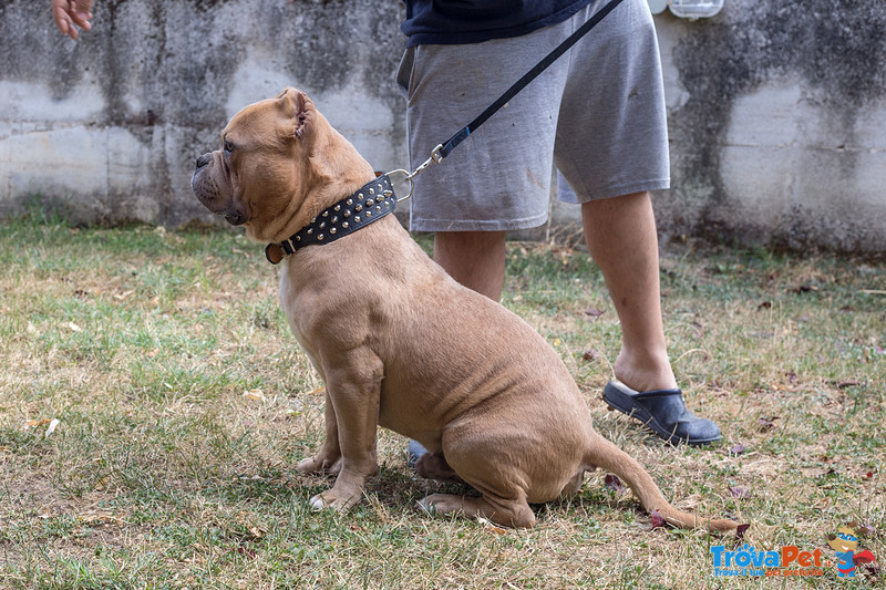 Cuccioli American Bully Poket - Foto n. 6