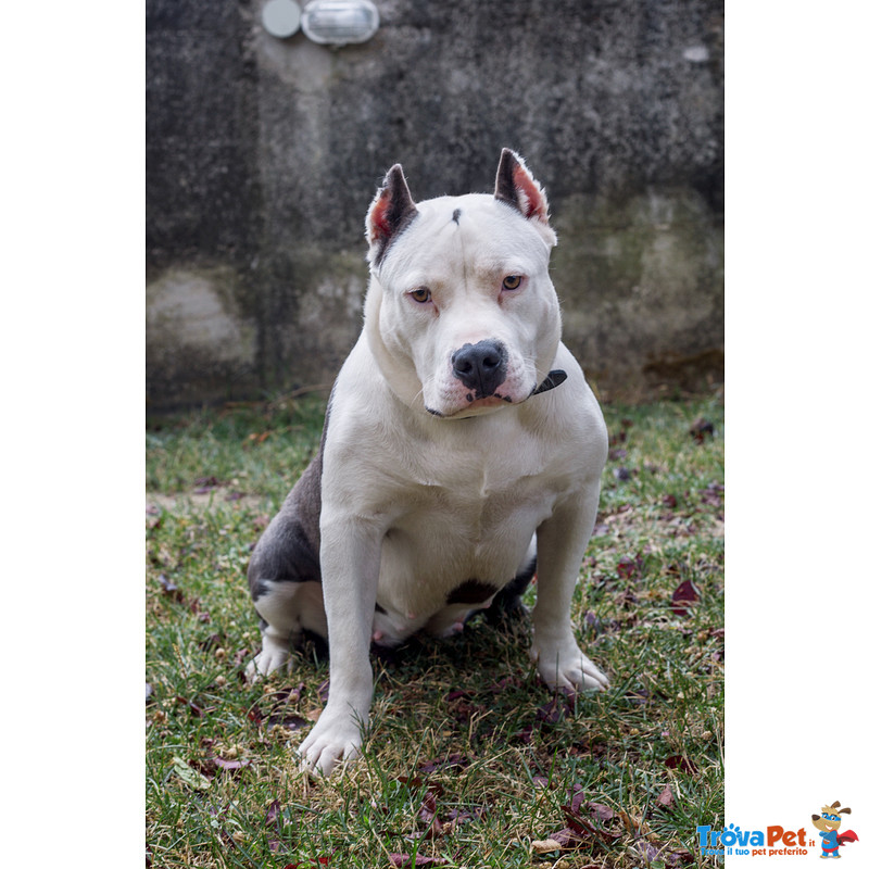 Cuccioli American Bully Poket - Foto n. 7