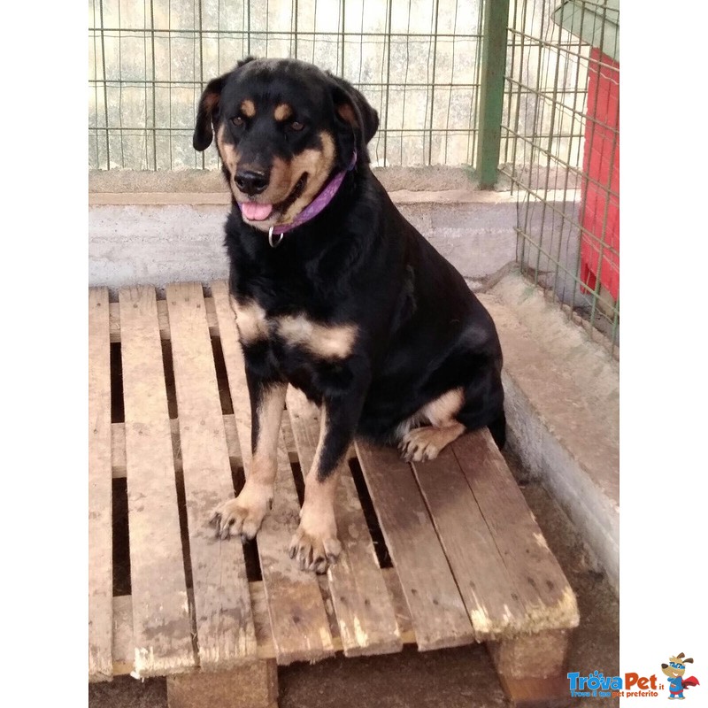 Ofelia, Meravigliosa Simil Rottweiler - Foto n. 1