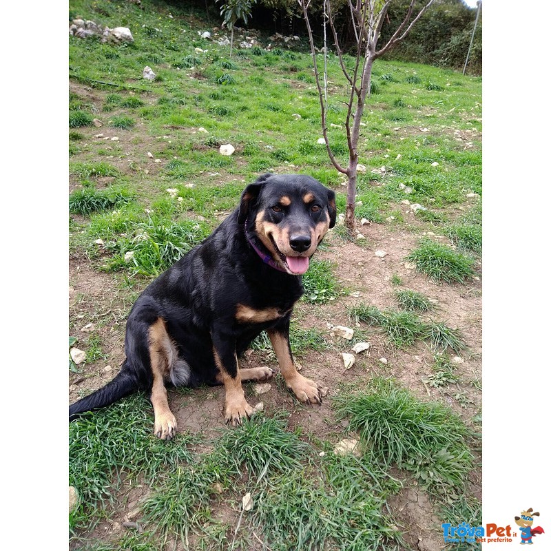 Ofelia, Meravigliosa Simil Rottweiler - Foto n. 2