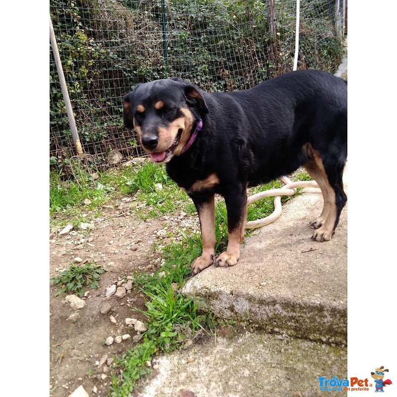 Ofelia, Meravigliosa Simil Rottweiler - Foto n. 4