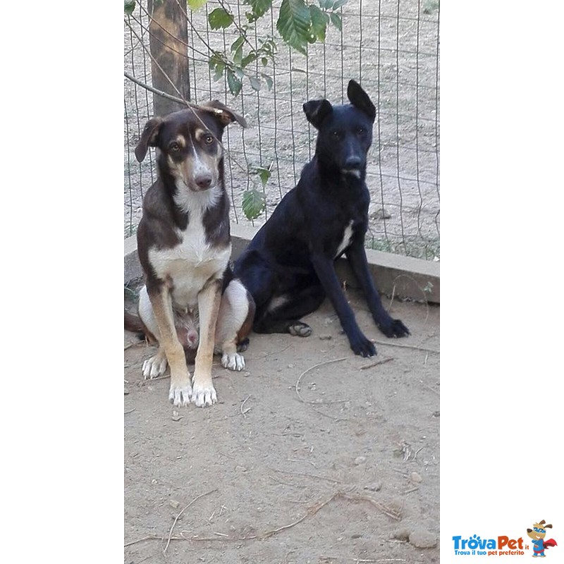 Pongo&nerina, Bellissimi Cuccioloni - Foto n. 1