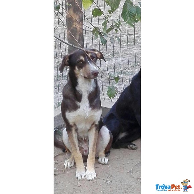 Pongo&nerina, Bellissimi Cuccioloni - Foto n. 2