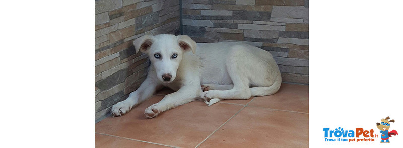 Azzurra, L’ottava Meraviglia del Mondo… Cucciala di 4 Mesi, Dalla Sicilia a Bergamo per Realizzare U - Foto n. 1