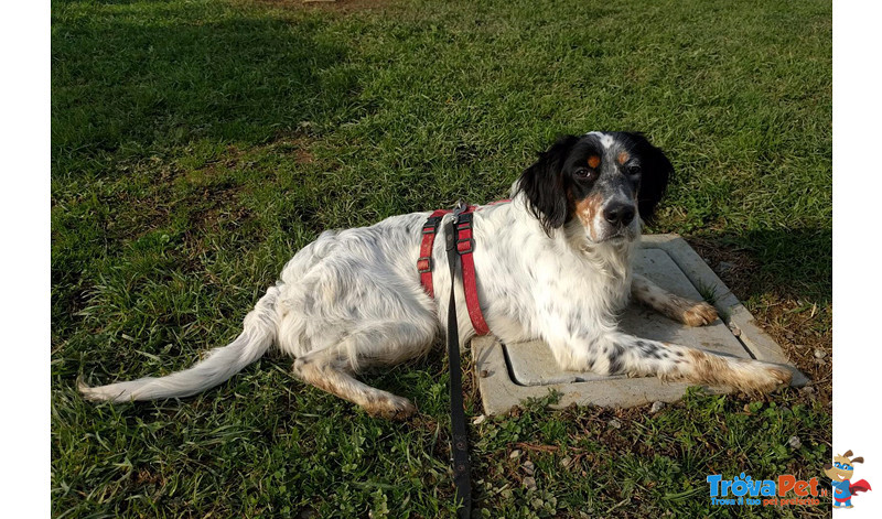 Leo, Bellissimo Setter Inglese di soli 8 Mesi, Magro Scheletrico, non Idoneo alla Caccia, Mollato Vo - Foto n. 1