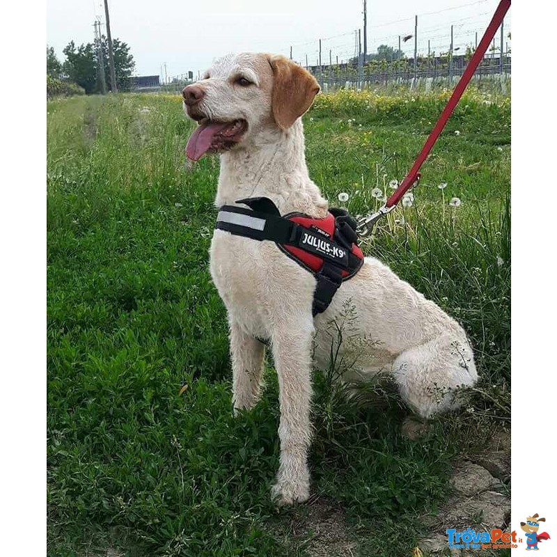 Piccolo piky Spinoncino di 7 Anni, 15 kg Cerca Adozione - Foto n. 2