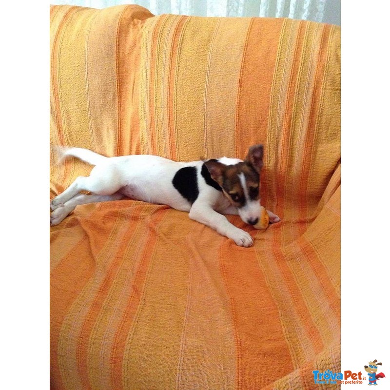 Vicky, Cucciola mix jack Russell - Foto n. 1