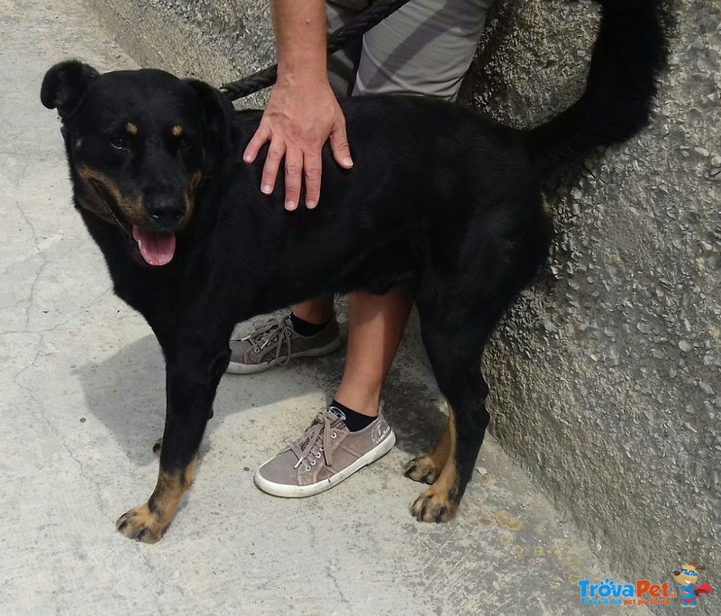 Leo, Simil Rottweiler - Foto n. 6