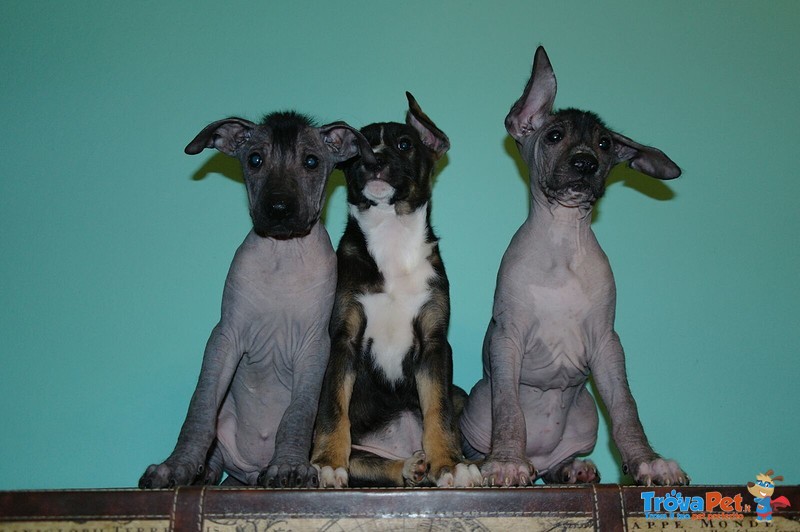 Cuccioli di cane nudo Messicano (xoloitzcuintle) - Foto n. 1
