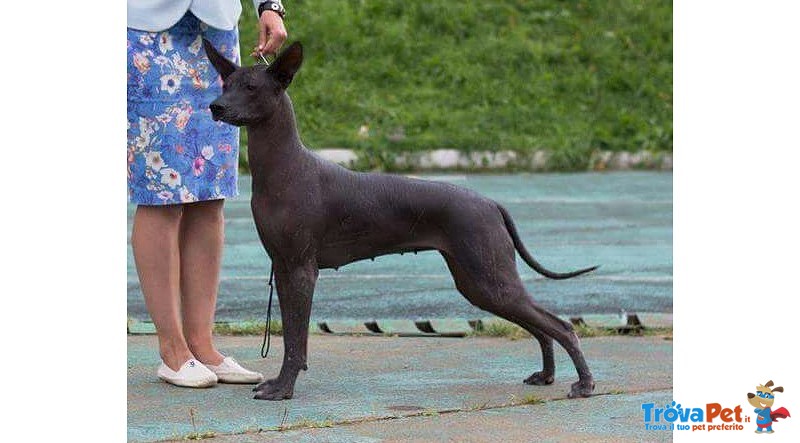 Cuccioli di cane nudo Messicano (xoloitzcuintle) - Foto n. 3