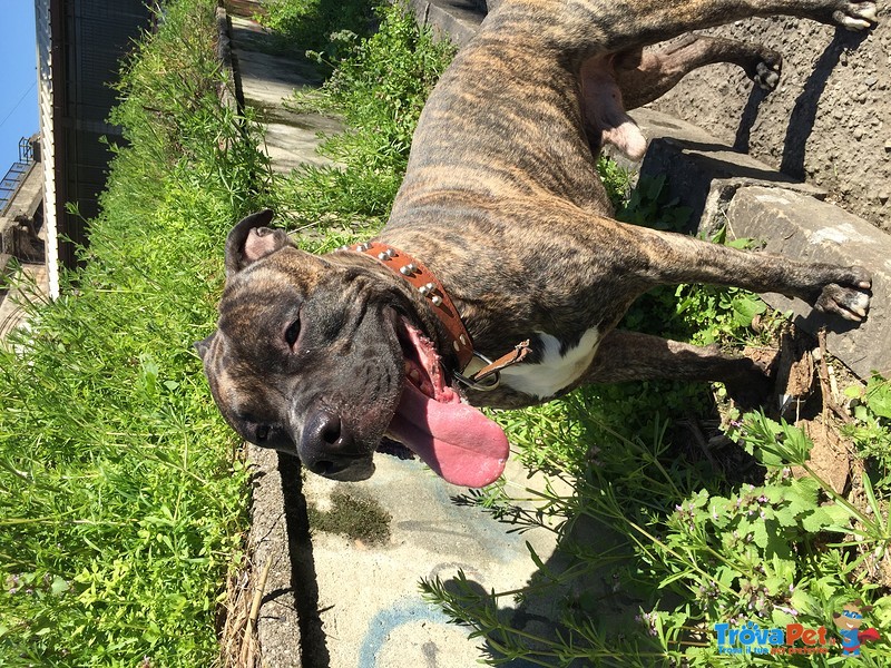 Adozione Urgente Amstaff Milano - Foto n. 2