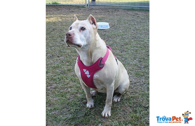 Ira, pit bull di 11 Anni, il cane Ergastolano, Invisibile che Nessuno Vede, Eppure lei Dietro la Gab - Foto n. 3