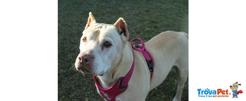 Ira, pit bull di 11 Anni, il cane Ergastolano, Invisibile che Nessuno Vede, Eppure lei Dietro la Gab - Foto n. 4