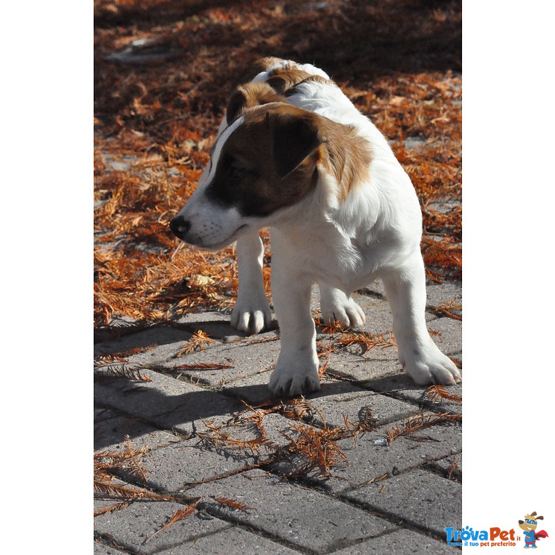 Jack Russell Splendidi Cuccioli - Foto n. 2