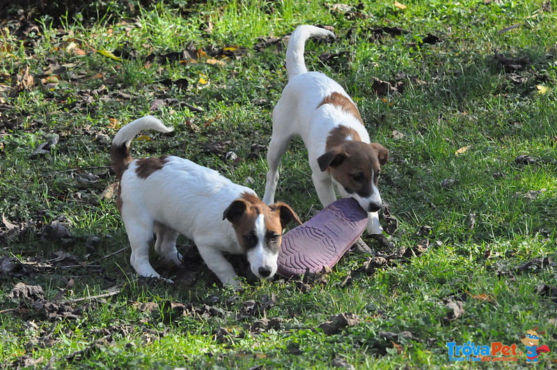 Jack Russell Splendidi Cuccioli - Foto n. 3