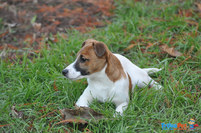 Jack Russell Splendidi Cuccioli - Foto n. 4