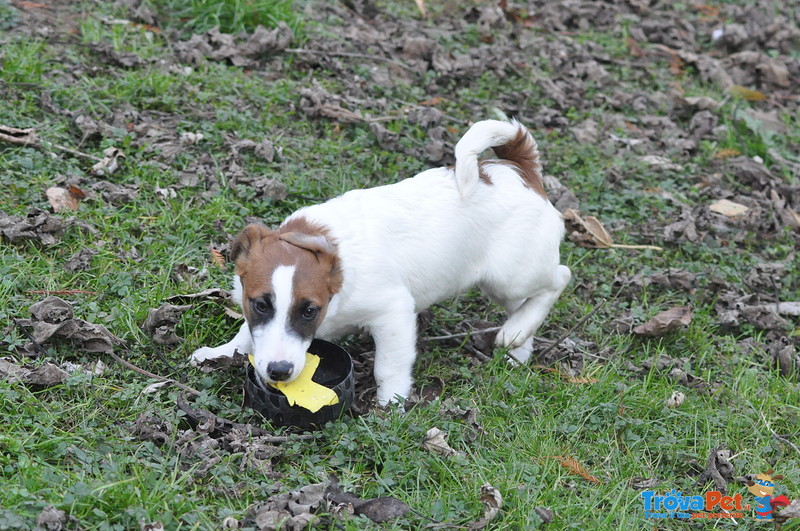 Jack Russell Splendidi Cuccioli - Foto n. 6